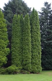 Attēlu rezultāti vaicājumam “Thuja occidentalis leaf”