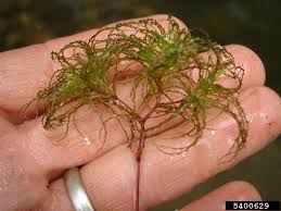 Attēlu rezultāti vaicājumam “Najas minor leaf”