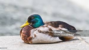 Attēlu rezultāti vaicājumam “Anas platyrhynchos male”