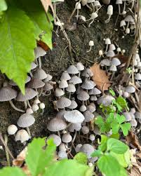 Attēlu rezultāti vaicājumam “Coprinus disseminatus”