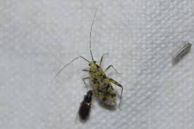 Attēlu rezultāti vaicājumam “Phytocoris tiliae”