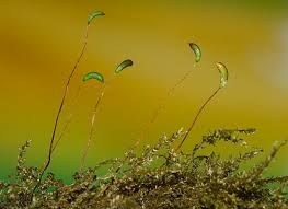 Attēlu rezultāti vaicājumam “Platyhypnidium riparioides”