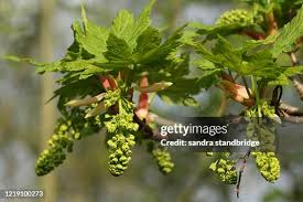 Attēlu rezultāti vaicājumam “Acer pseudoplatanus flower”