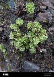 Attēlu rezultāti vaicājumam “Fossombronia wondraczekii spores”