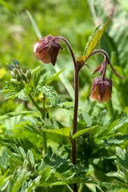 Attēlu rezultāti vaicājumam “Geum rivale leaf”