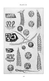 Attēlu rezultāti vaicājumam “Badhamia lilacina sessile”