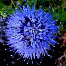 Attēlu rezultāti vaicājumam “Jasione montana flower”