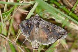 Attēlu rezultāti vaicājumam “Syngrapha interrogationis”