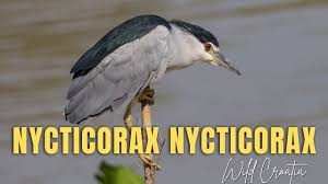 Attēlu rezultāti vaicājumam “Nycticorax nycticorax”