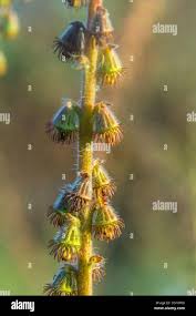 Attēlu rezultāti vaicājumam “Agrimonia eupatoria fruit”