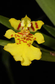 Attēlu rezultāti vaicājumam “Heyderia pusilla”