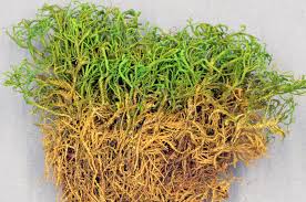 Attēlu rezultāti vaicājumam “Anomodon attenuatus”