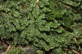 Attēlu rezultāti vaicājumam “Plagiochila porelloides”