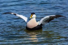 Attēlu rezultāti vaicājumam “Somateria mollissima male”