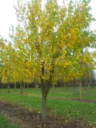 Attēlu rezultāti vaicājumam “Morus alba”