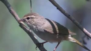Image result for Phylloscopus schwarzi