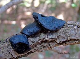 Attēlu rezultāti vaicājumam “Exidia truncata”