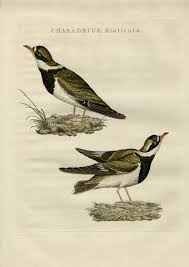 Attēlu rezultāti vaicājumam “Charadrius hiaticula”