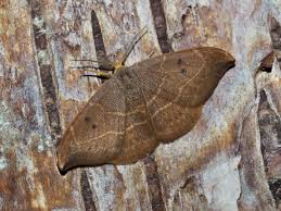 Attēlu rezultāti vaicājumam “Watsonalla binaria”