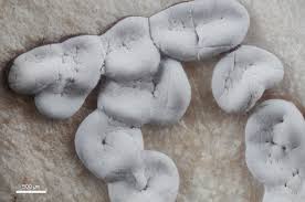 Attēlu rezultāti vaicājumam “Diderma radiatum sessile”