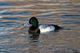 Image result for Aythya marila