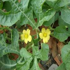 Attēlu rezultāti vaicājumam “Citrullus lanatus leaf”