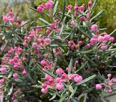 Attēlu rezultāti vaicājumam “Andromeda polifolia bud”