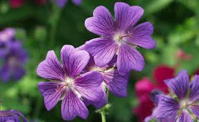 Image result for Storchschnäbel