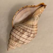 Image result for Cinctura hunteria