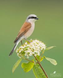 Attēlu rezultāti vaicājumam “Lanius collurio”