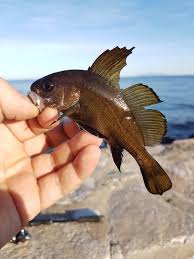 Image result for Sciaena umbra