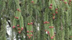 Attēlu rezultāti vaicājumam “Picea abies fruit”