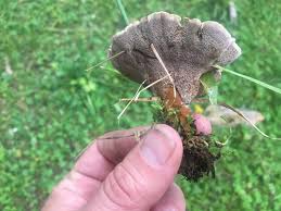 Attēlu rezultāti vaicājumam “Phellodon tomentosus”