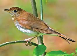 Image result for Catharus fuscescens