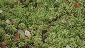 Attēlu rezultāti vaicājumam “Sphagnum riparium”