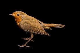 Image result for Erithacus rubecula