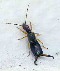 Attēlu rezultāti vaicājumam “Forficula auricularia male”