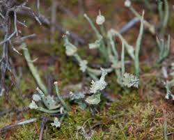 Attēlu rezultāti vaicājumam “Cladonia”