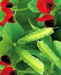 Image result for Lotus tetragonolobus