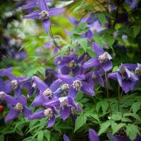 Image result for Helichrysum subulifolium