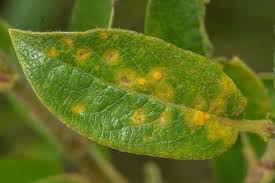 Attēlu rezultāti vaicājumam “Pucciniales”