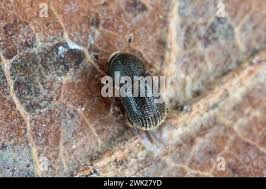 Attēlu rezultāti vaicājumam “Tomicus minor”