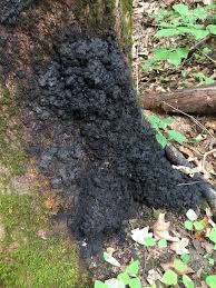 Attēlu rezultāti vaicājumam “Kretzschmaria deusta”