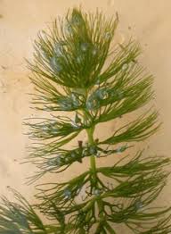 Attēlu rezultāti vaicājumam “Ceratophyllum submersum leaf”