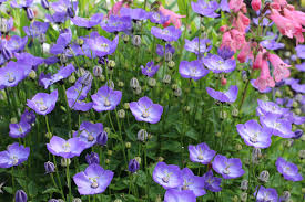 Image result for Campanula strigosa