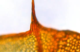 Attēlu rezultāti vaicājumam “Cinclidium stygium”