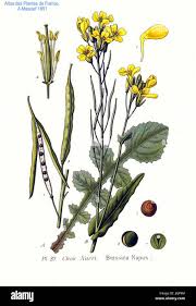 Attēlu rezultāti vaicājumam “Brassica napus fruit”