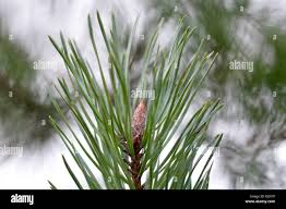 Attēlu rezultāti vaicājumam “Pinus sylvestris leaf”