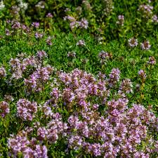 Attēlu rezultāti vaicājumam “Thymus serpyllum flower”