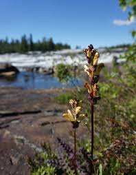 Attēlu rezultāti vaicājumam “Pedicularis sceptrum-carolinum flower”